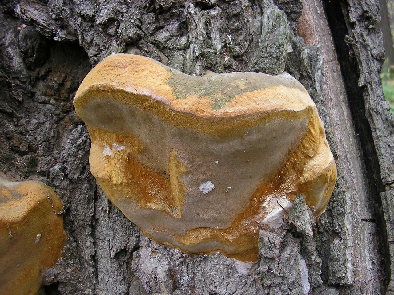 Fomitiporia robusta