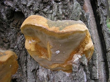 Fomitiporia robusta