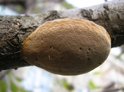 Phellinus pomaceus