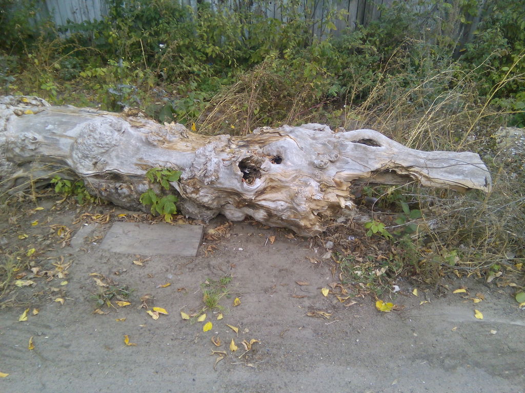 2015/10 Природные фантазии