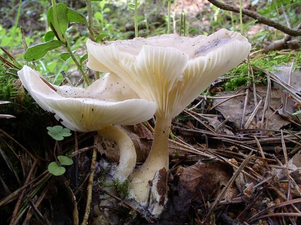 Ampulloclitocybe clavipes