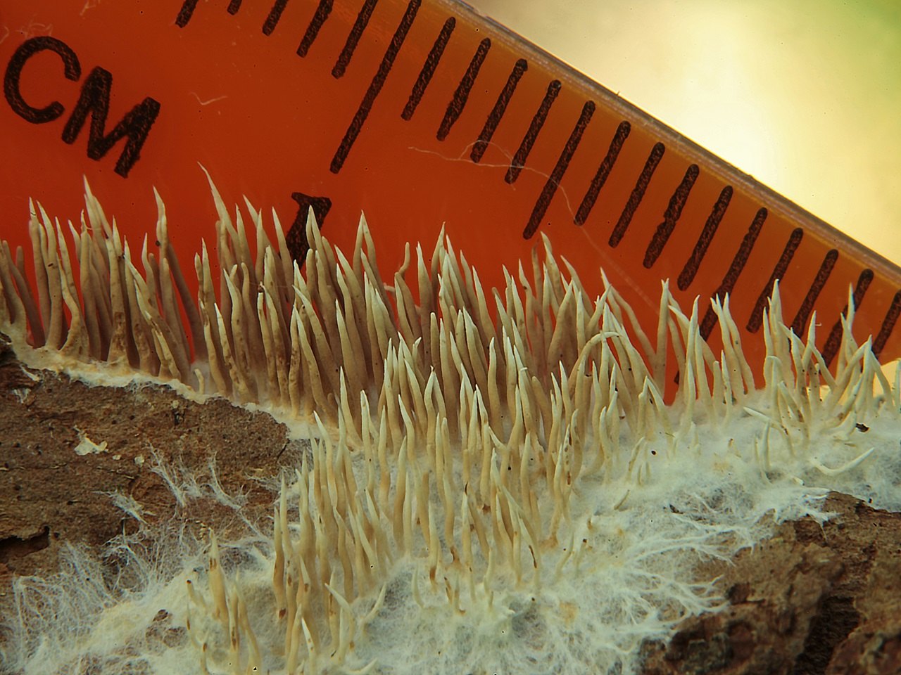 Hydnocristella