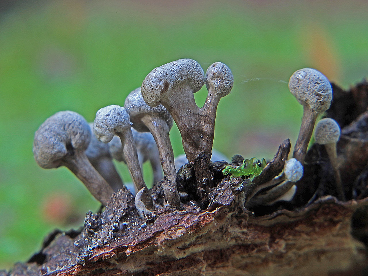 Phleogena faginea