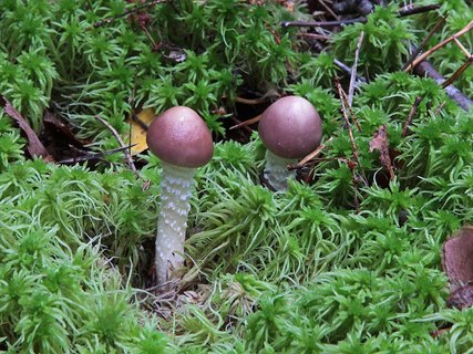 Stropharia hornemannii