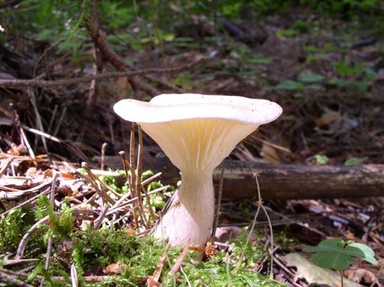 Ampulloclitocybe clavipes