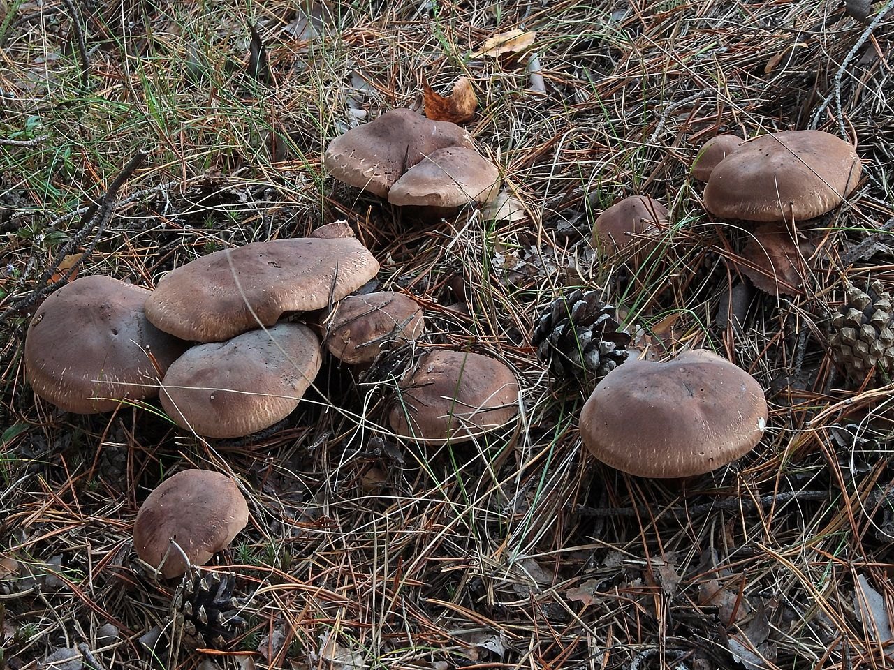 Tricholoma imbricatum
