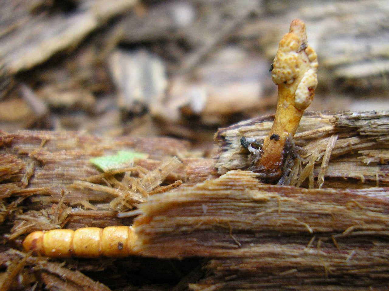 Ophiocordyceps variabilis