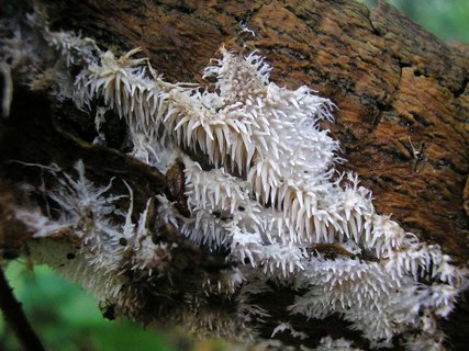Hydnocristella himantia