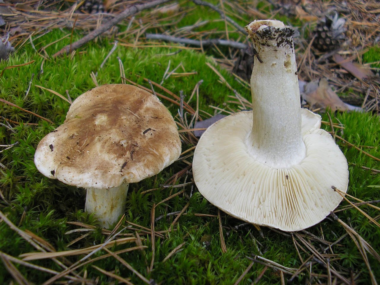 Tricholoma apium
