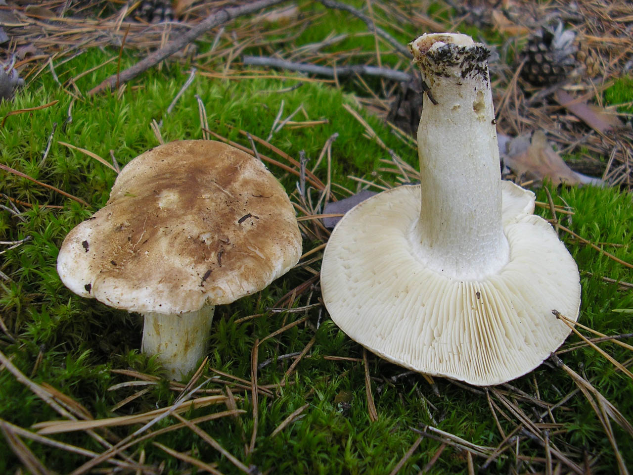 Tricholoma apium