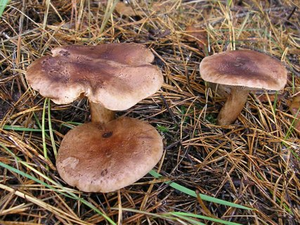 Tricholoma imbricatum
