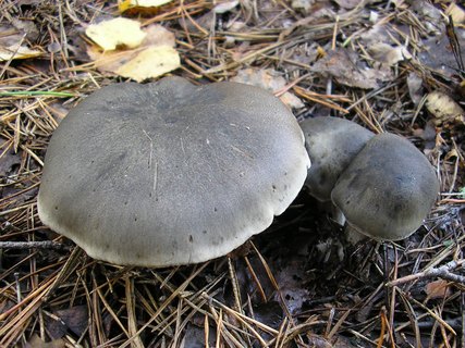Tricholoma saponaceum
