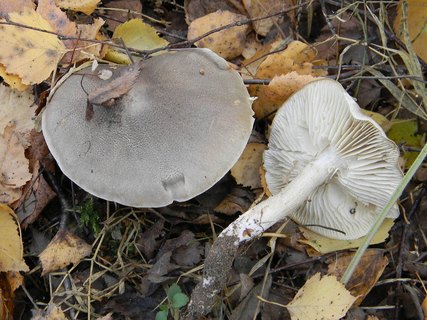 Tricholoma saponaceum