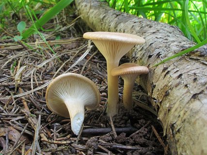 Clitocybe costata