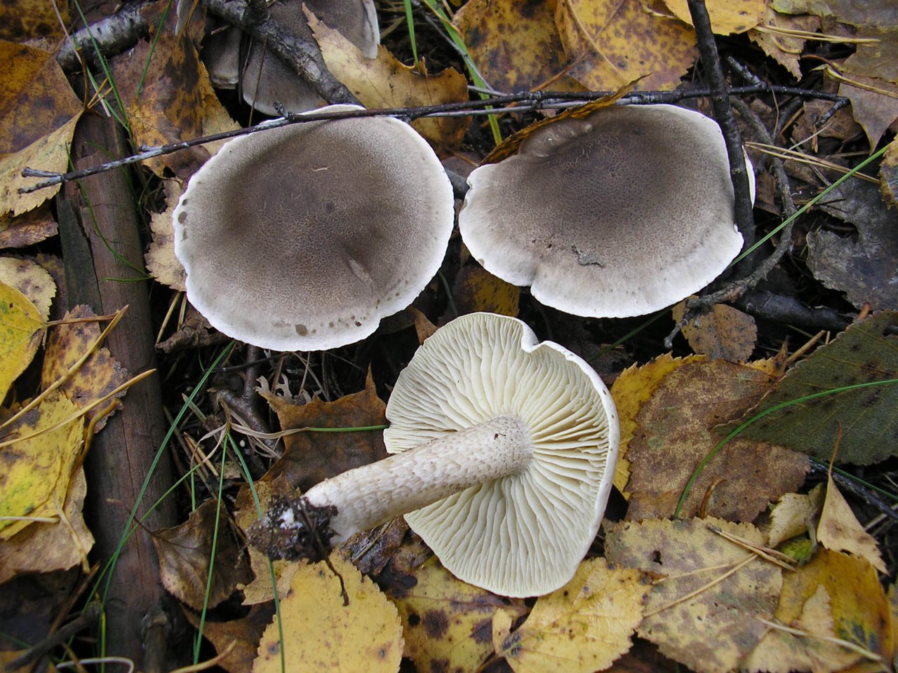 Tricholoma saponaceum