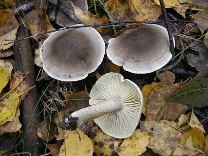 Tricholoma saponaceum