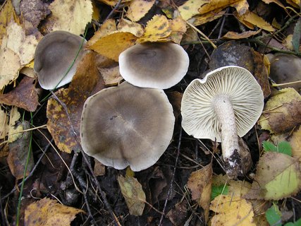 Tricholoma saponaceum