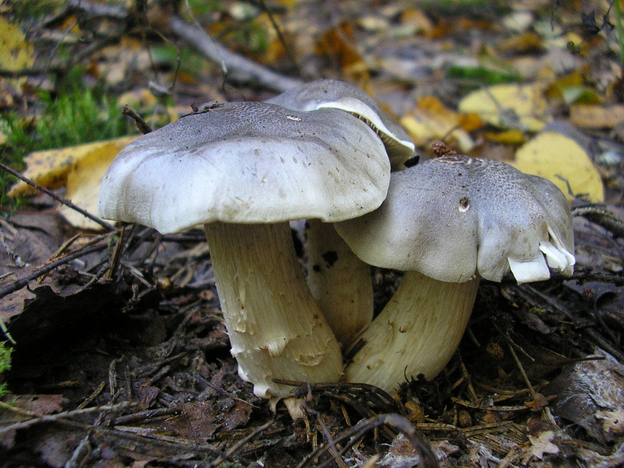 Tricholoma saponaceum