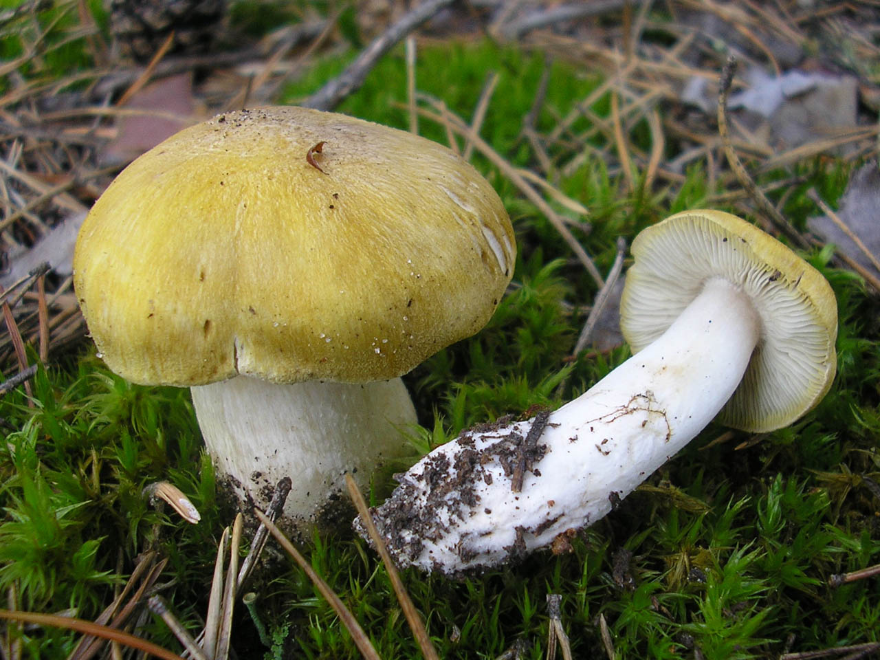Tricholoma sejunctum