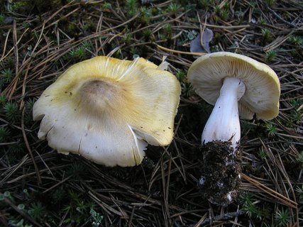 Tricholoma sejunctum