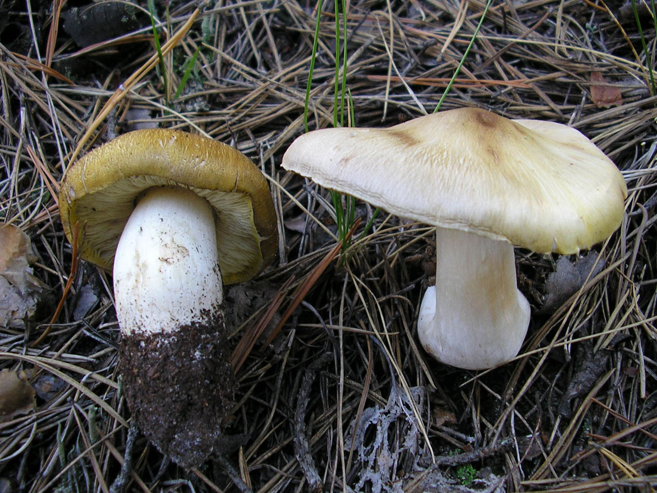 Tricholoma sejunctum
