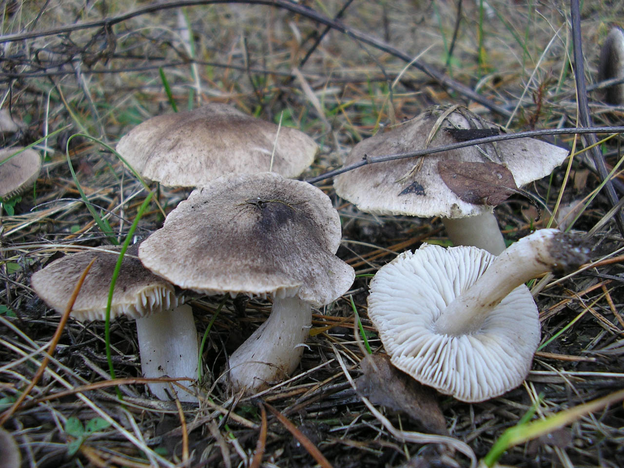 Tricholoma terreum