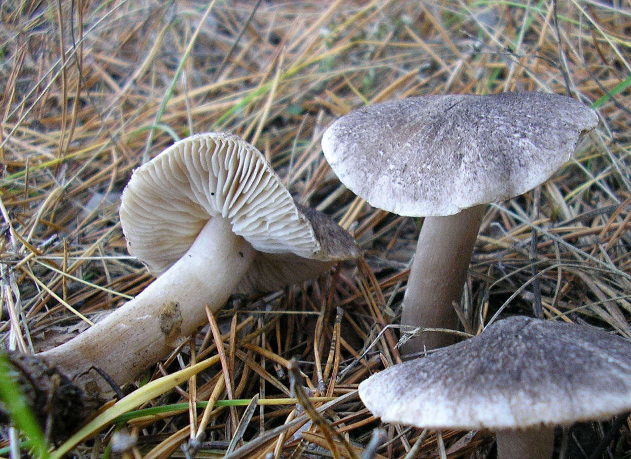 Tricholoma terreum