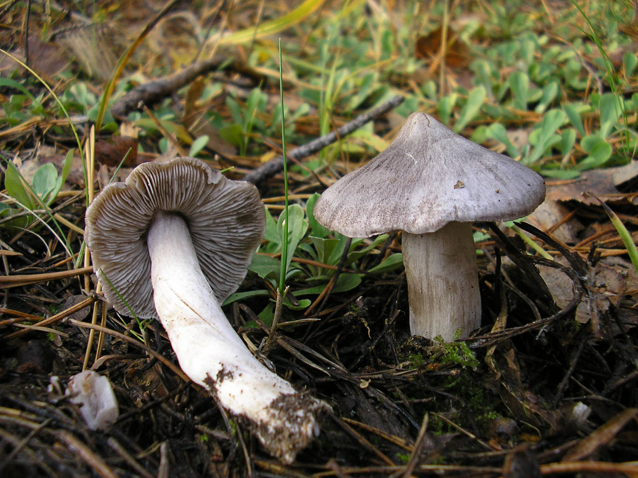 Tricholoma virgatum