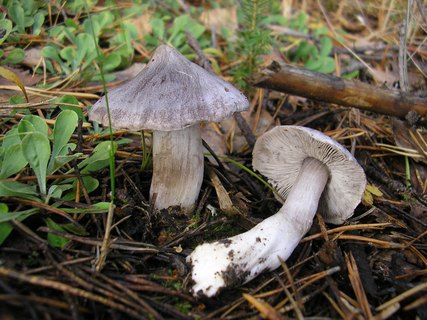 Tricholoma virgatum
