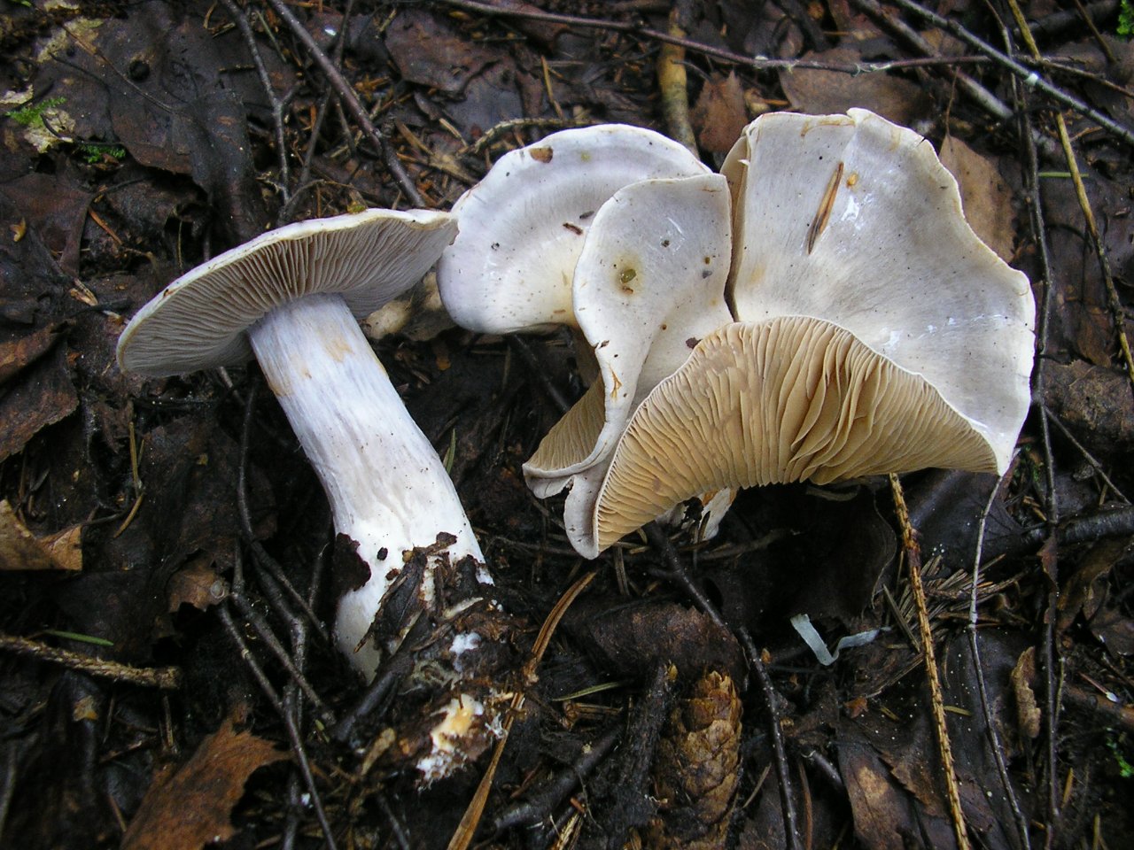 Cortinarius argentatus