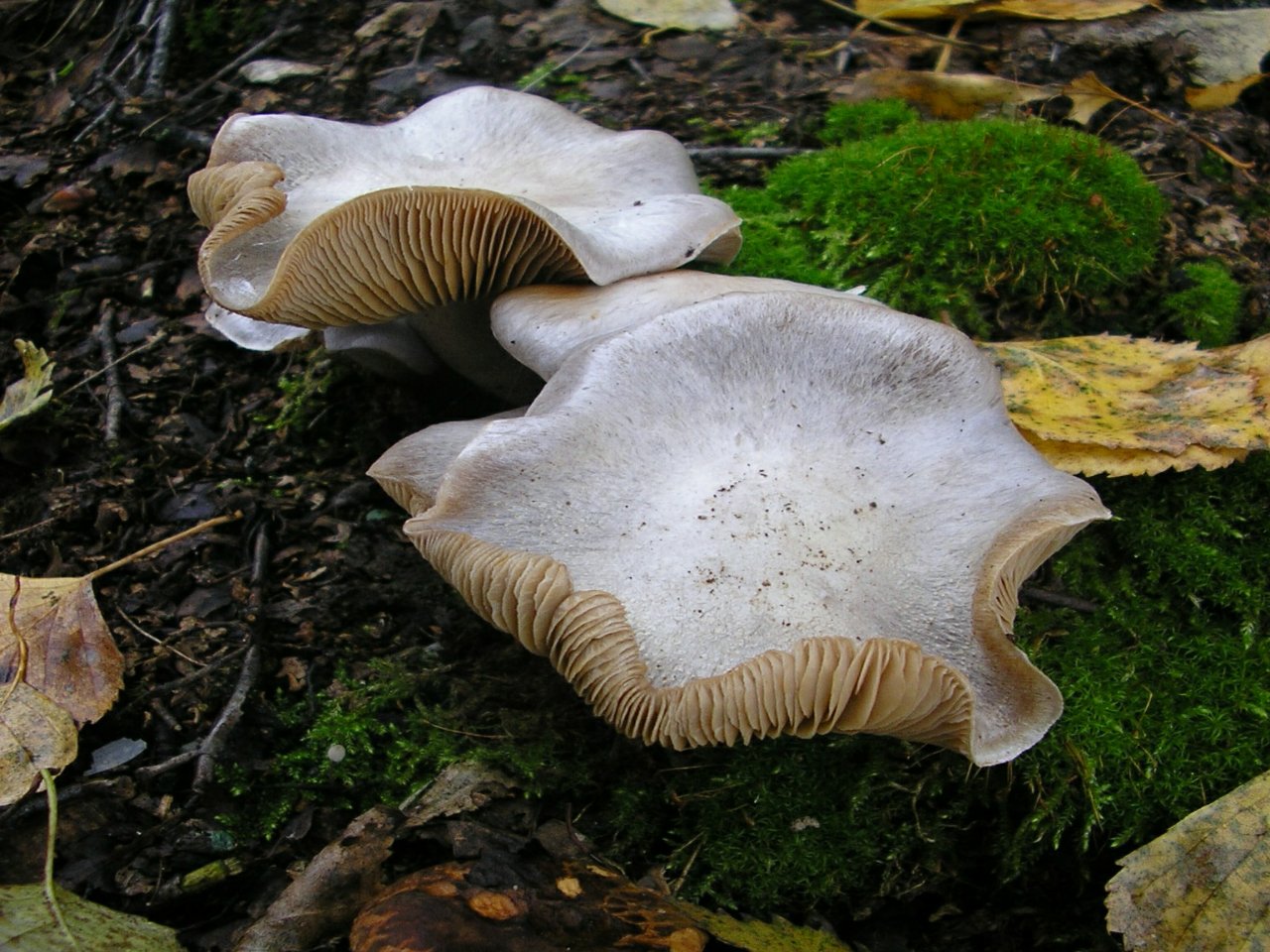 Cortinarius argentatus