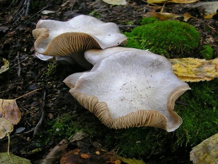 Cortinarius argentatus