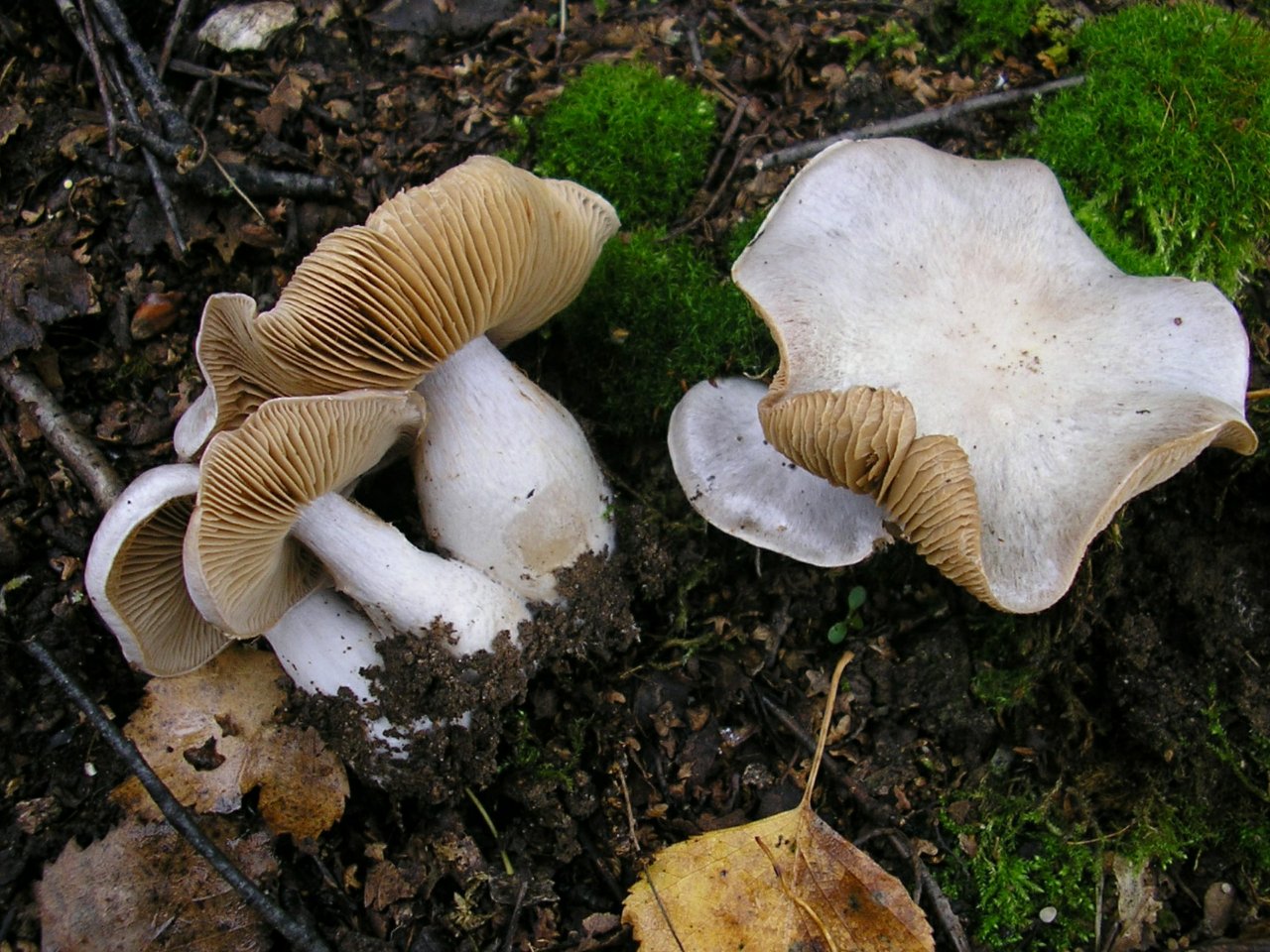 Cortinarius argentatus