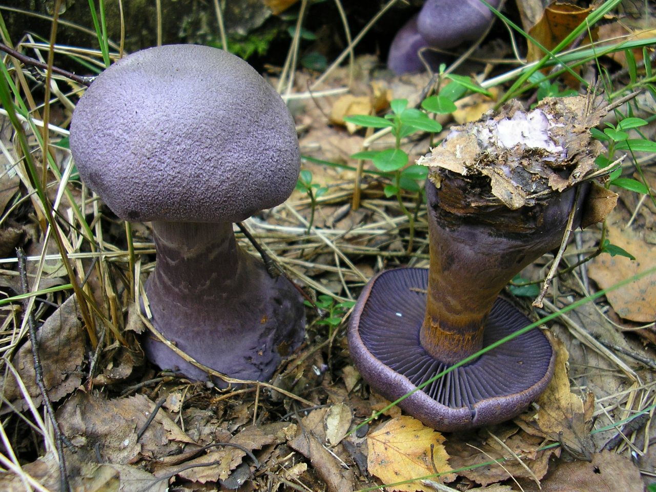 Cortinarius violaceus