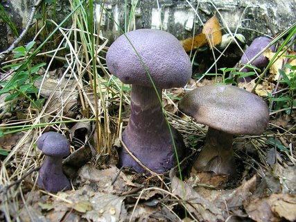Cortinarius violaceus