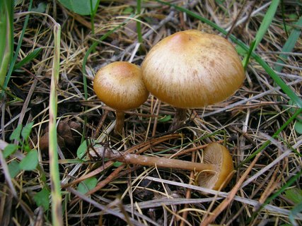Galerina stylifera