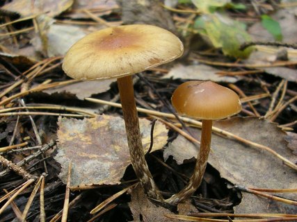 Galerina stylifera