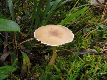 Clitocybe diatreta