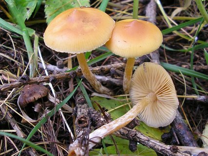 Galerina stylifera
