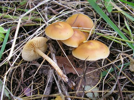 Galerina stylifera
