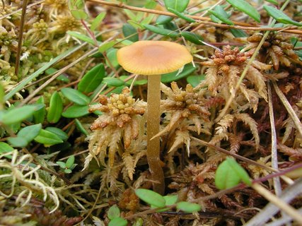 Galerina tibiicystis