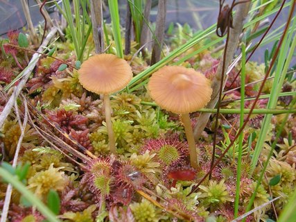 Galerina tibiicystis