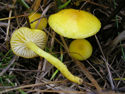 Hygrocybe ceracea