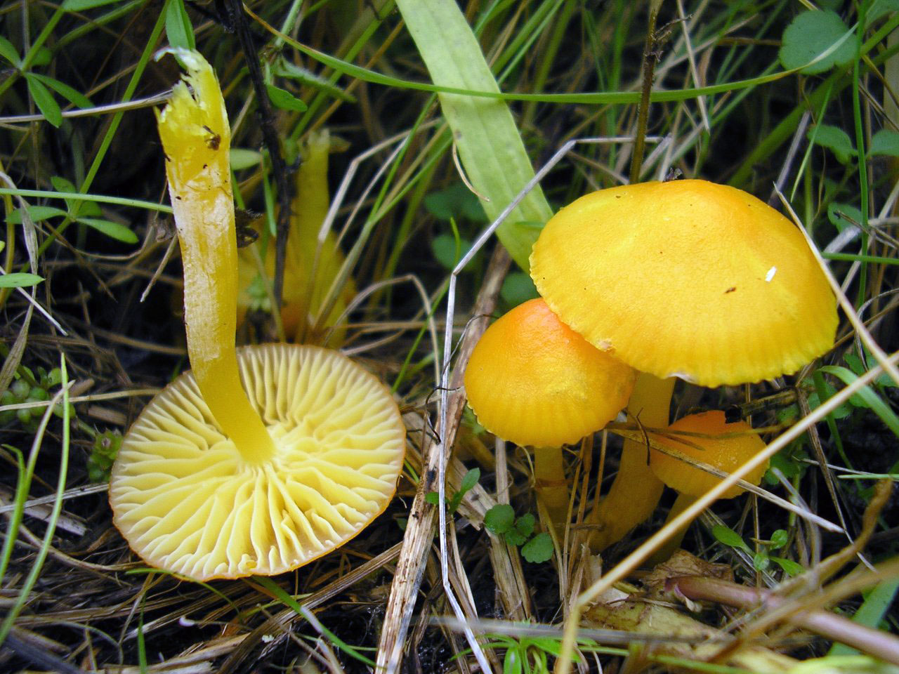 Hygrocybe ceracea
