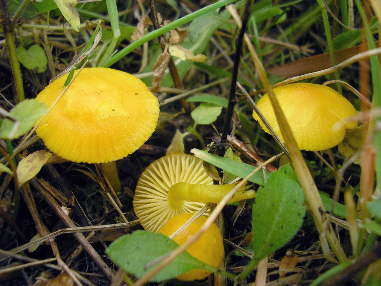 Hygrocybe ceracea