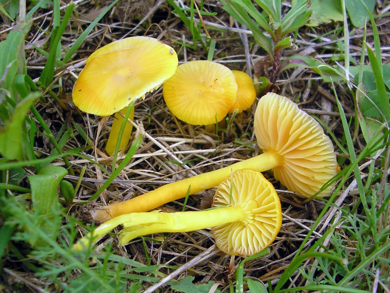 Hygrocybe ceracea
