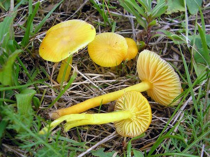 Hygrocybe ceracea