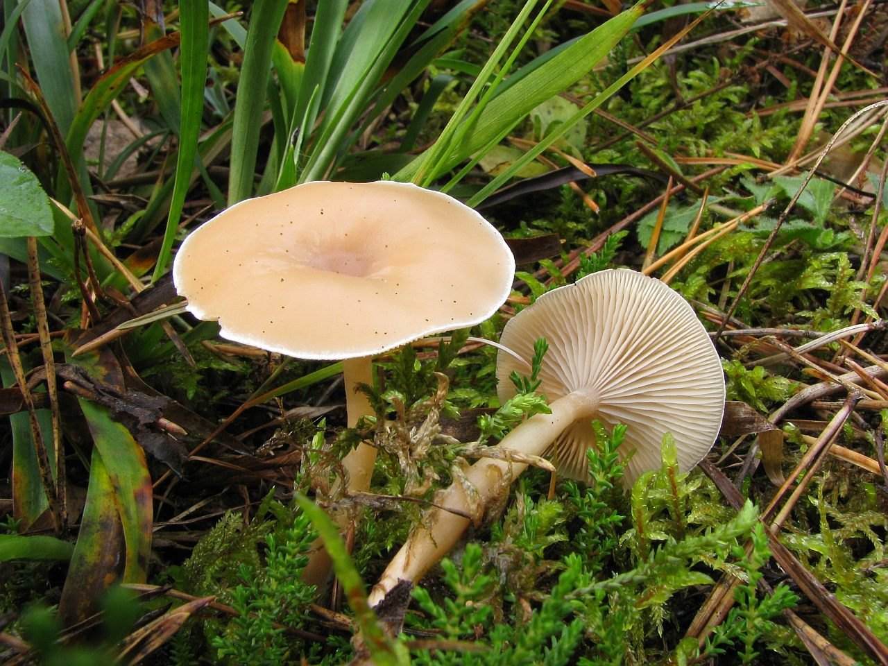 Clitocybe diatreta