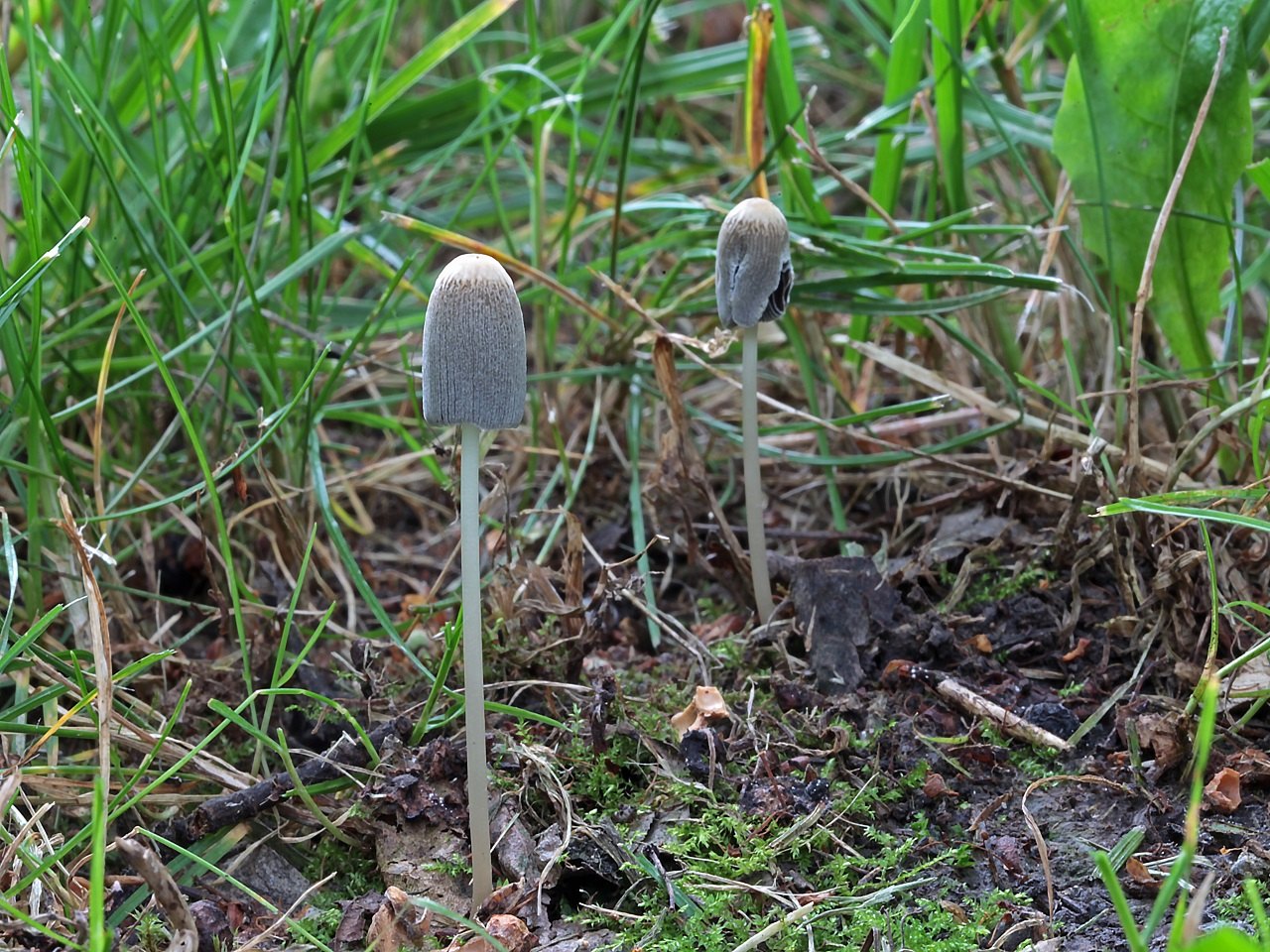 Parasola leiocephala