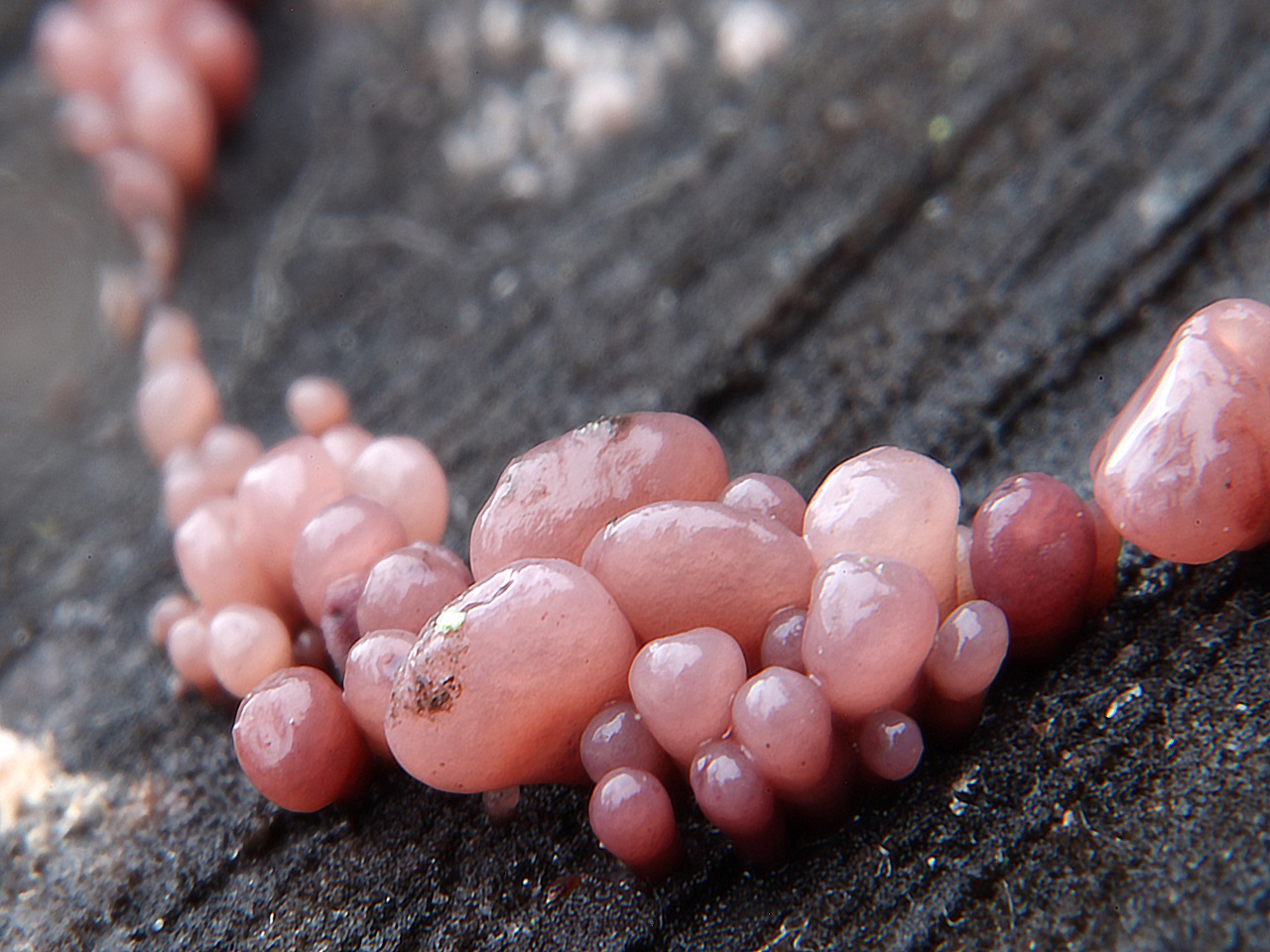 Ascocoryne sarcoides